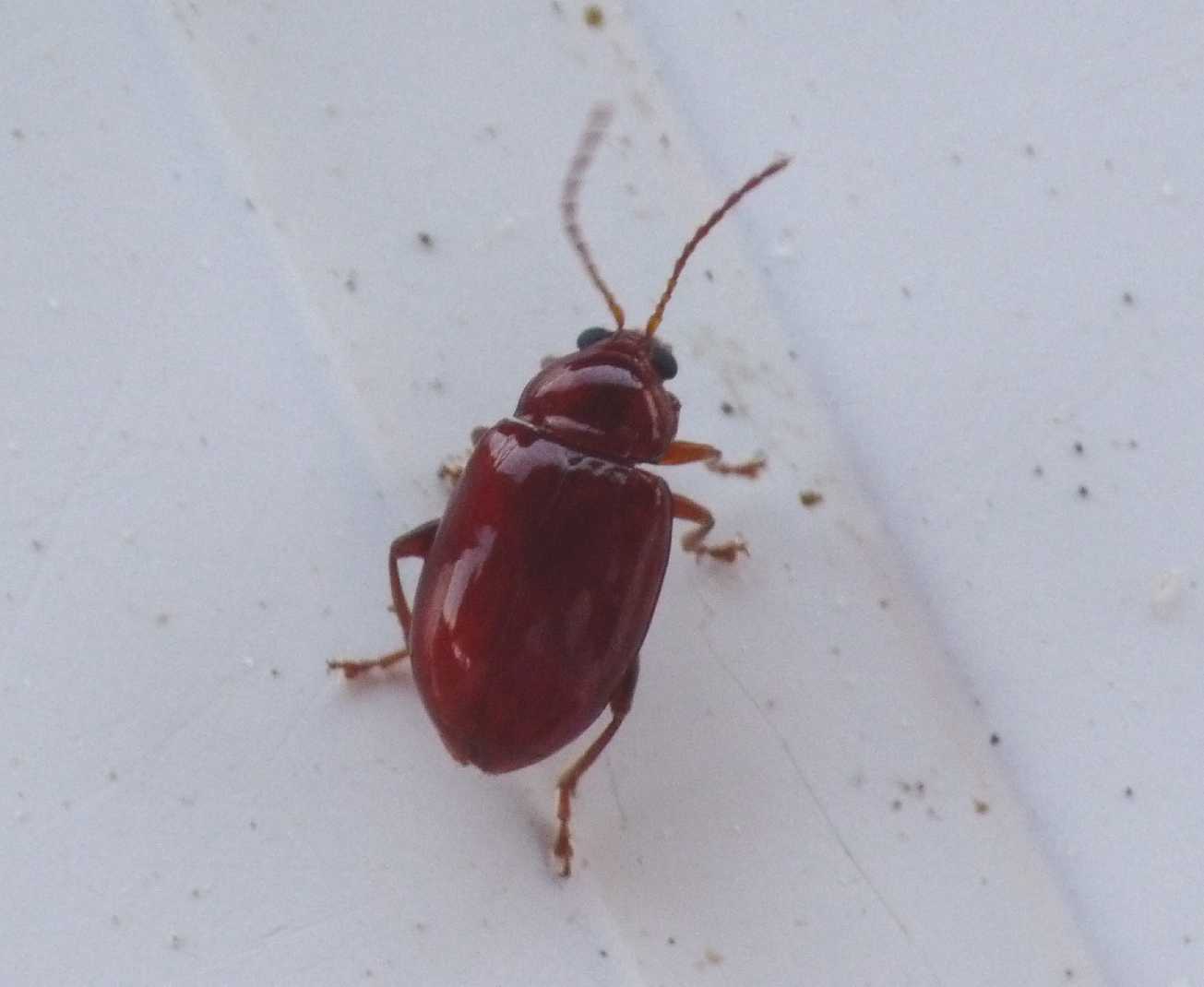 Piccolo Chrysomelidae rosso: Neocrepidodera sp. (?)